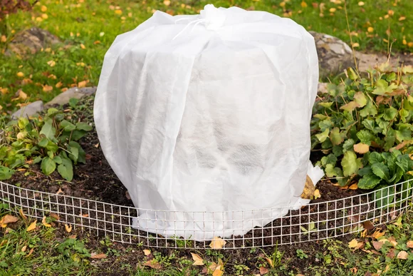 Pflanze mit Winterschutz